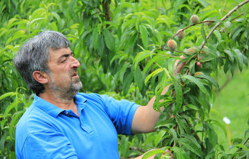 Robert Bordenave Montesquieu, producteurs de pêches Roussanne à Monein