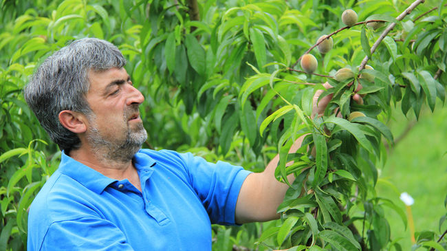 Robert Bordenave Montesquieu, producteurs de pêches Roussanne à Monein