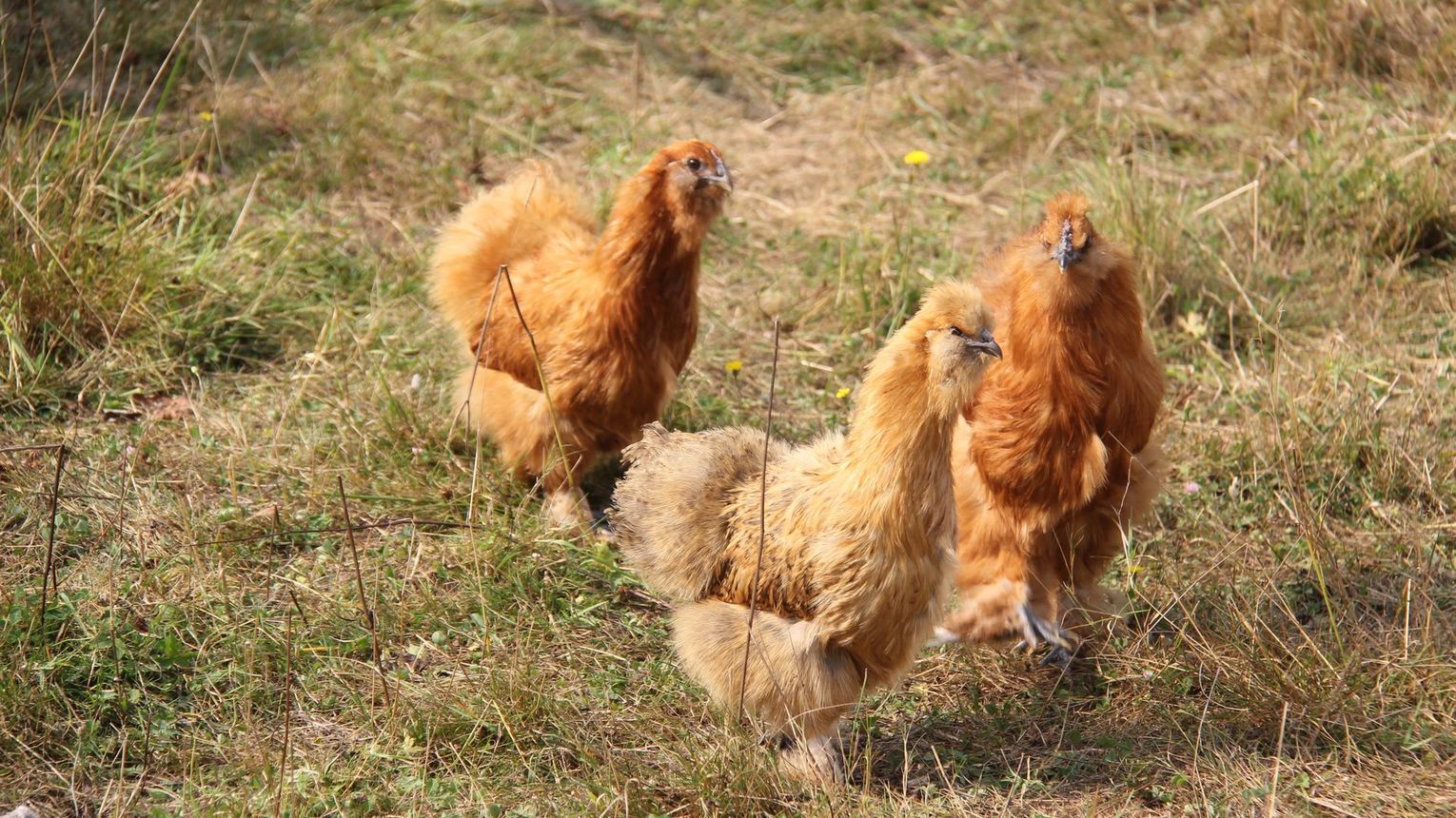 Ferme pédagogique des Marnières - ORTHEZ