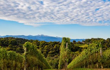 Vignes du Vignoble du Jurançon à Monein