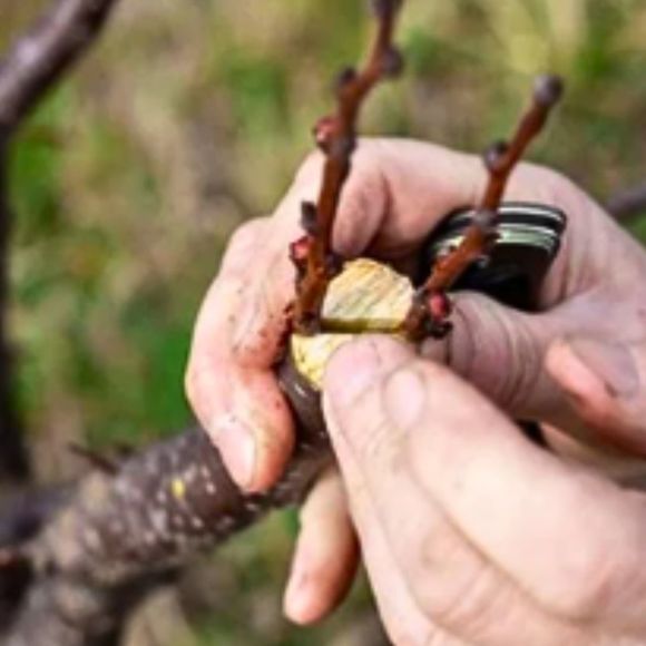 Formation arboriculteur – Greffe et porte-greffes - BIRON