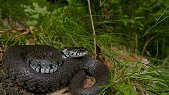 Les reptiles de la Saligue - BIRON