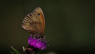 Les papillons de la Saligue - BIRON