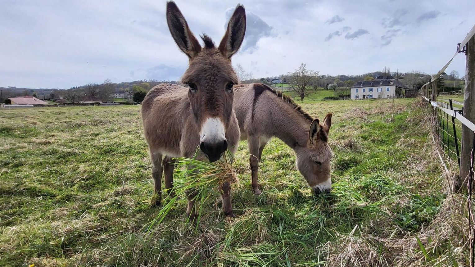 Gîtes de Bernet - Les Roses - MONEIN
