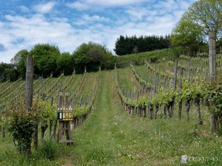Balade vigneronne : Domaine Larroudé - LUCQ-DE-BEARN