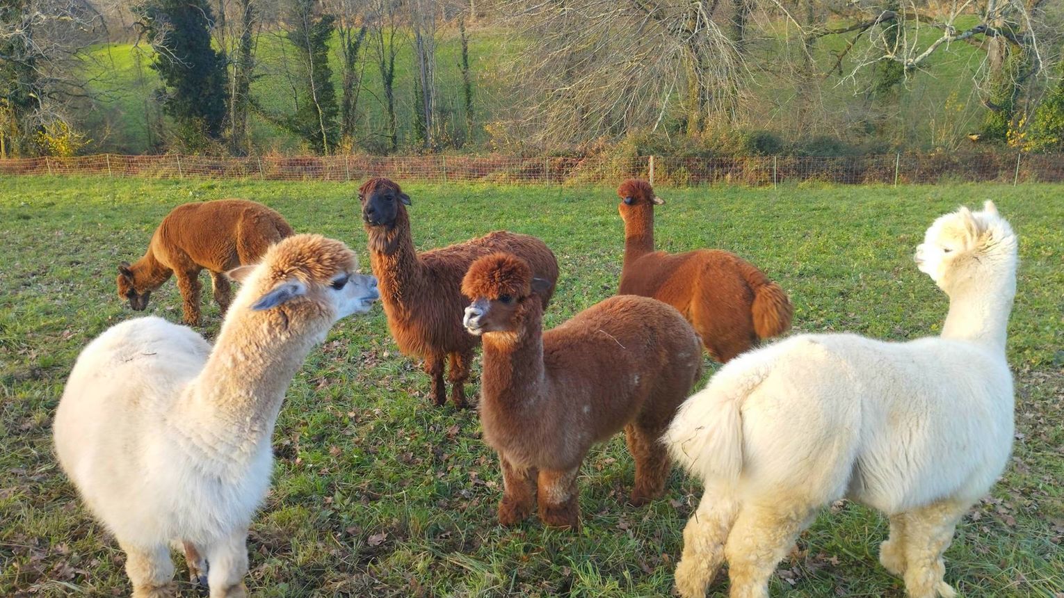 Ferme Pakucha - LUCQ-DE-BEARN