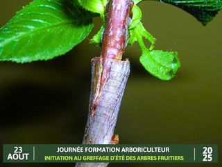 Formation arboriculteur : Initiation au greffage d’été des arbres fruitiers - BIRON