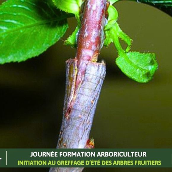 Formation arboriculteur : Initiation au greffage d’été des arbres fruitiers - BIRON