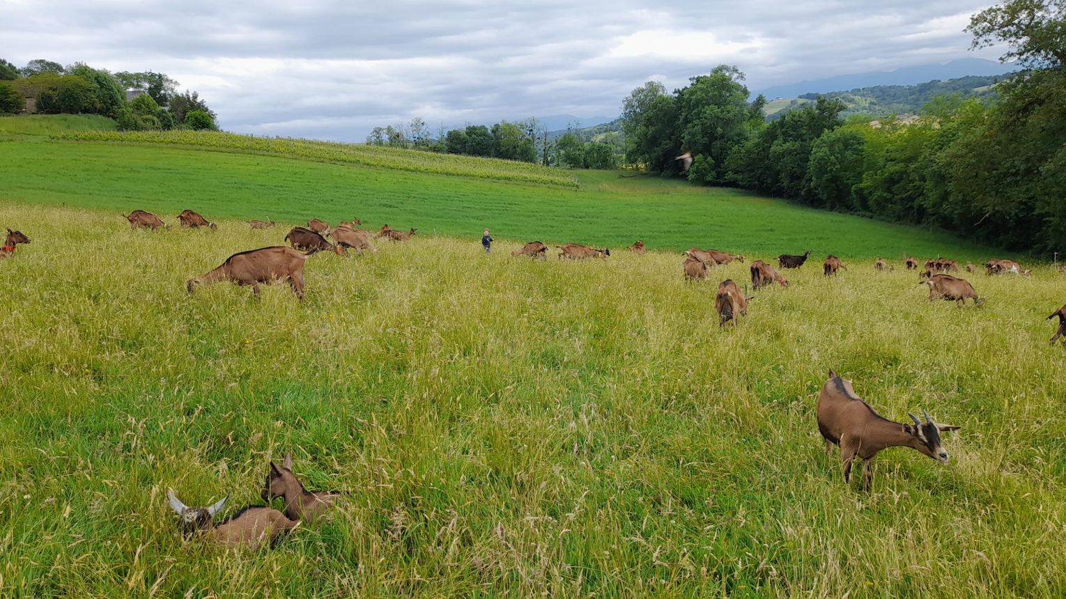 Les biquettes de Bellevue - CUQUERON