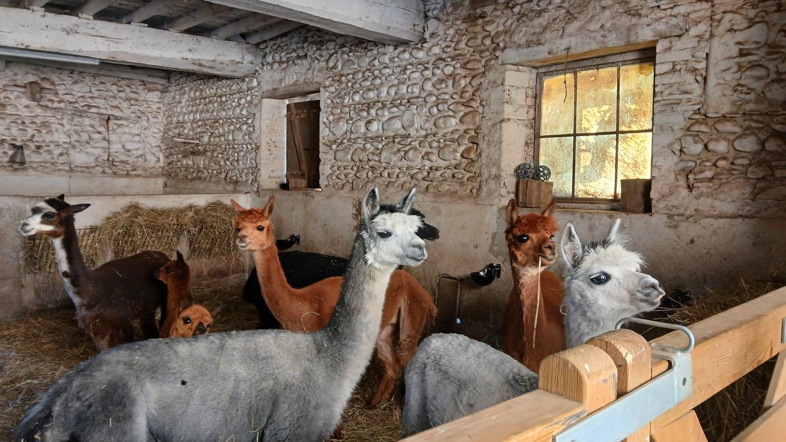 Ferme Pakucha - LUCQ-DE-BEARN