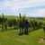 Balade vigneronne : Domaine Malarrode - MONEIN