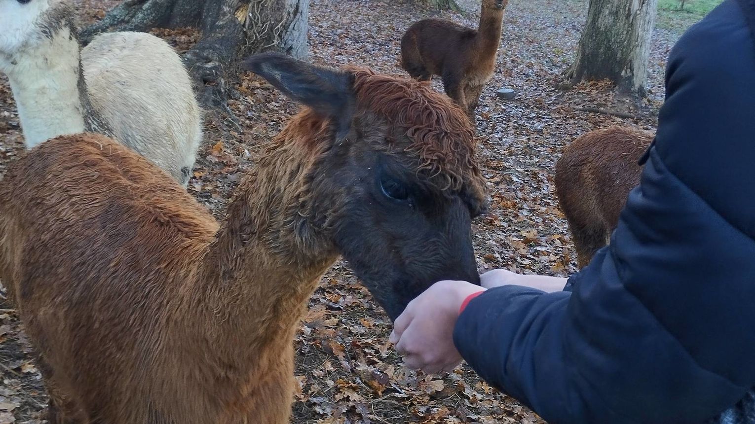 Ferme Pakucha - LUCQ-DE-BEARN