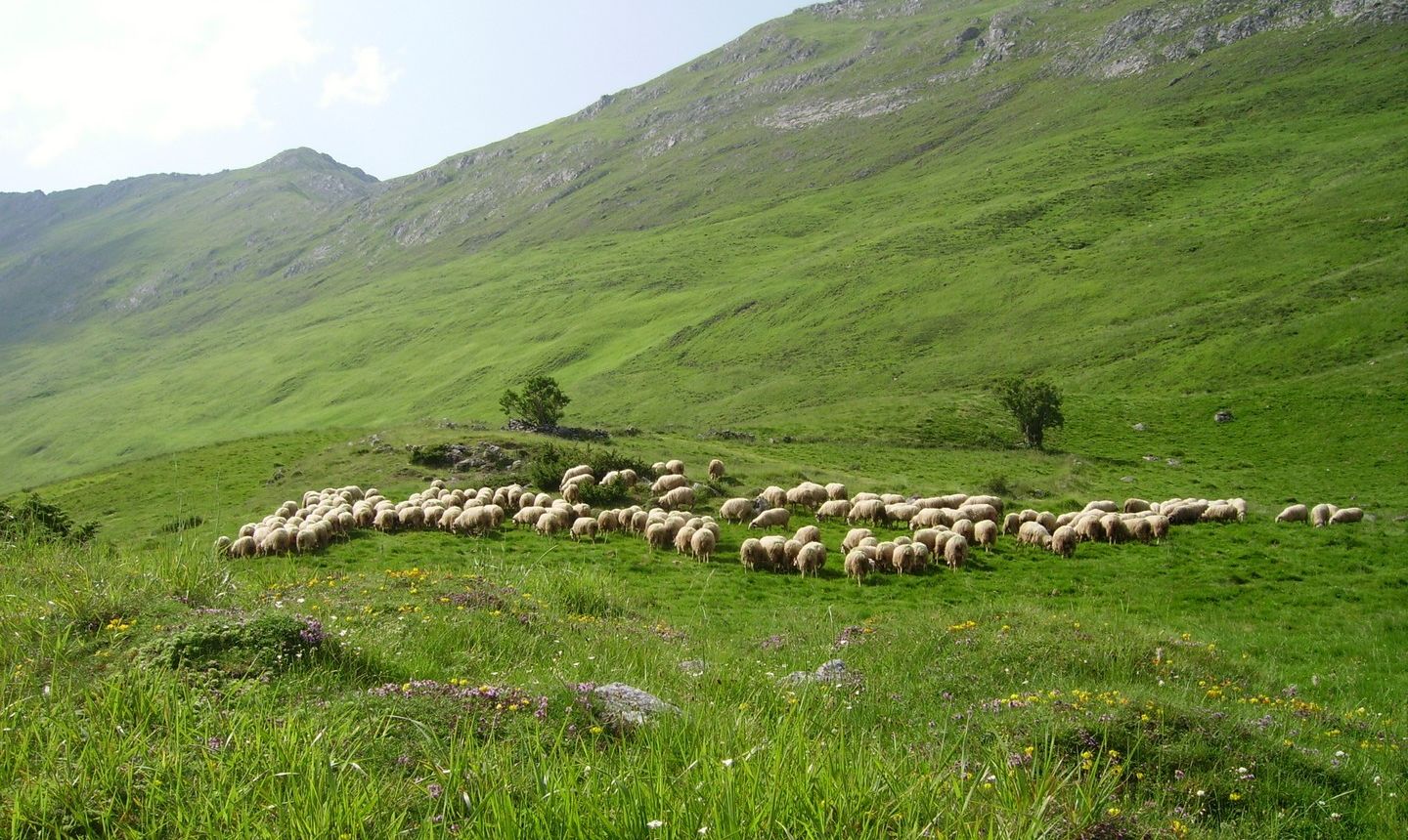 La Bergerie d'Emilie - SALLESPISSE