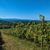 Balade vigneronne : Le Dôme - MONEIN