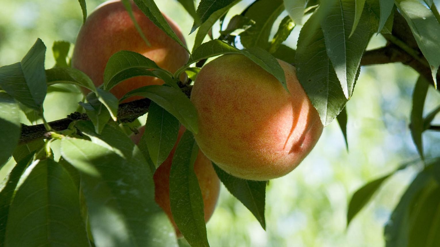 Coopérative des vergers du Pays de Monein - MONEIN