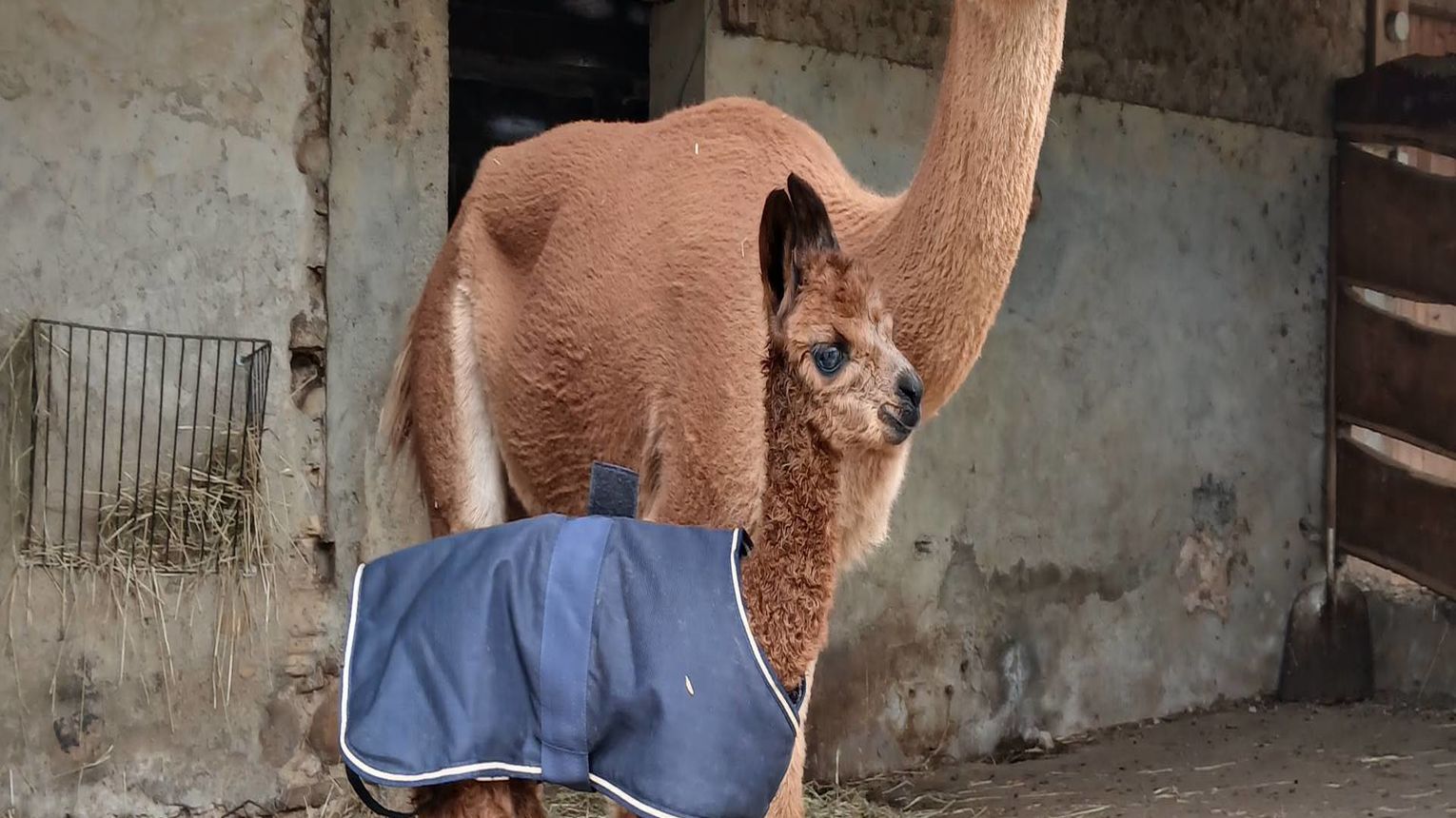 Ferme Pakucha - LUCQ-DE-BEARN