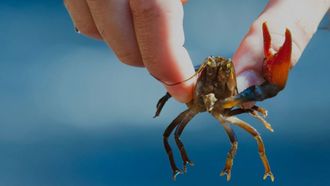 Les Espèces Exotiques Envahissantes et leurs impacts - BIRON