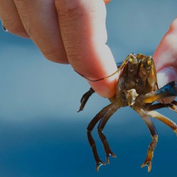 Les Espèces Exotiques Envahissantes et leurs impacts - BIRON