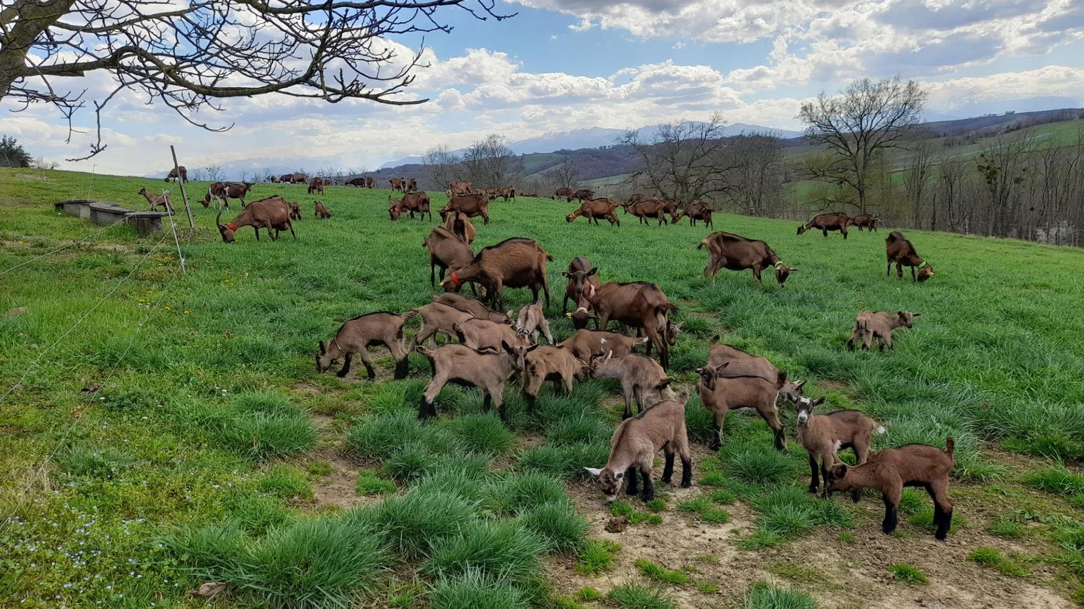 Les biquettes de Bellevue - CUQUERON