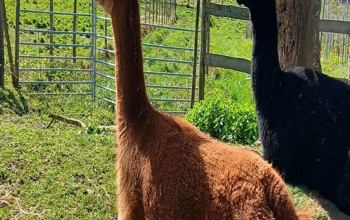 Ferme Pakucha - LUCQ-DE-BEARN