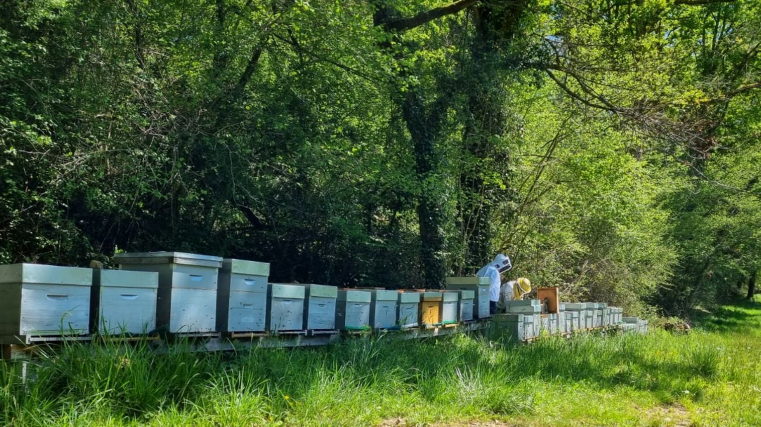 Le Rucher des Yolettes - CARDESSE