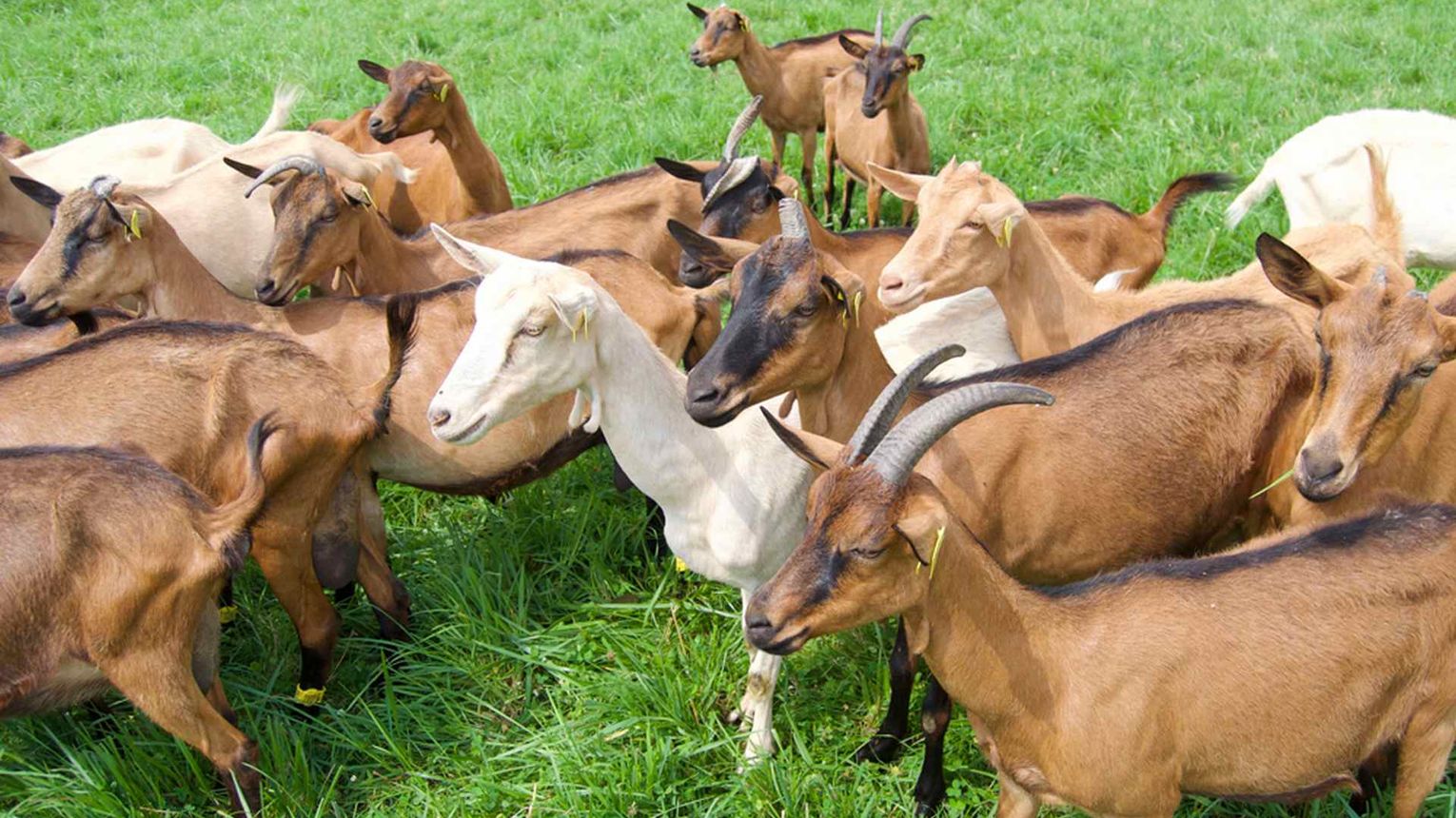 Les chèvres de Brassenx - CASTETIS