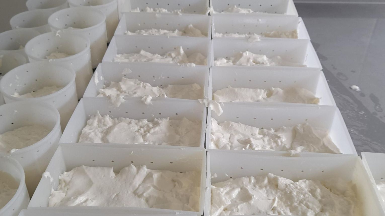 Les biquettes de Bellevue - CUQUERON