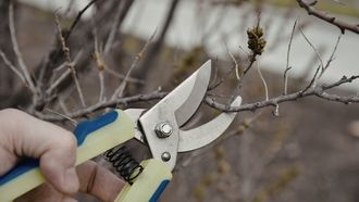 Invitation à la taille des fruitiers - ORTHEZ