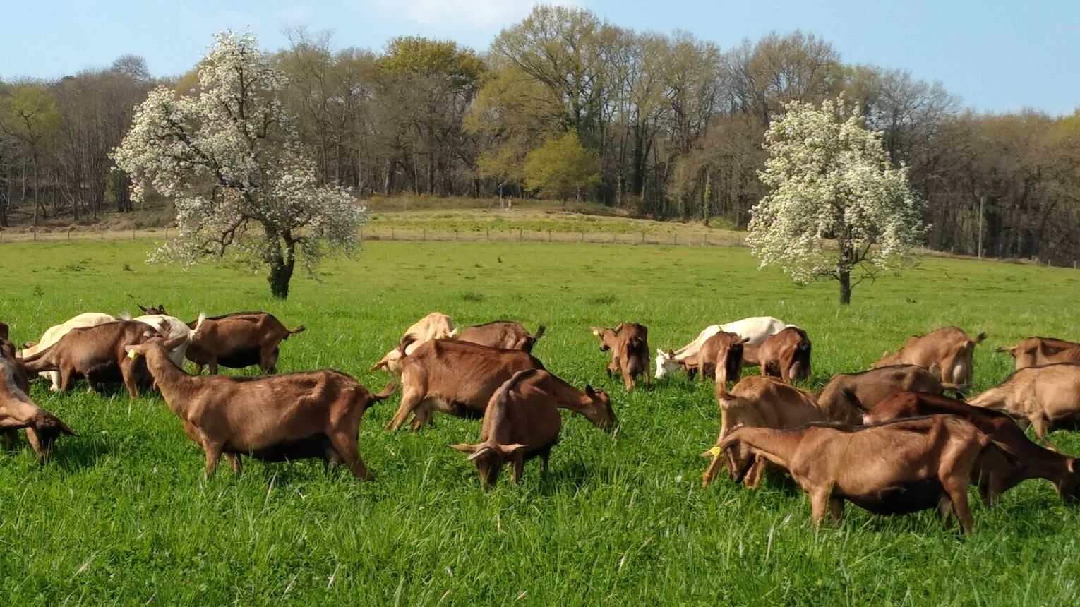 Les chèvres de Brassenx - CASTETIS