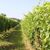 Balade vigneronne : Domaine Nigri - MONEIN