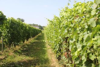 Balade vigneronne : Domaine Nigri - MONEIN