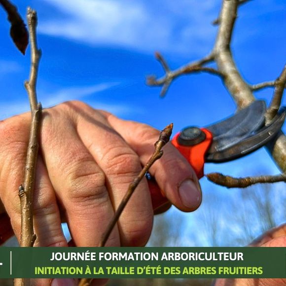 Formation arboriculteur – Initiation à la taille d’été des arbres fruitiers - BIRON