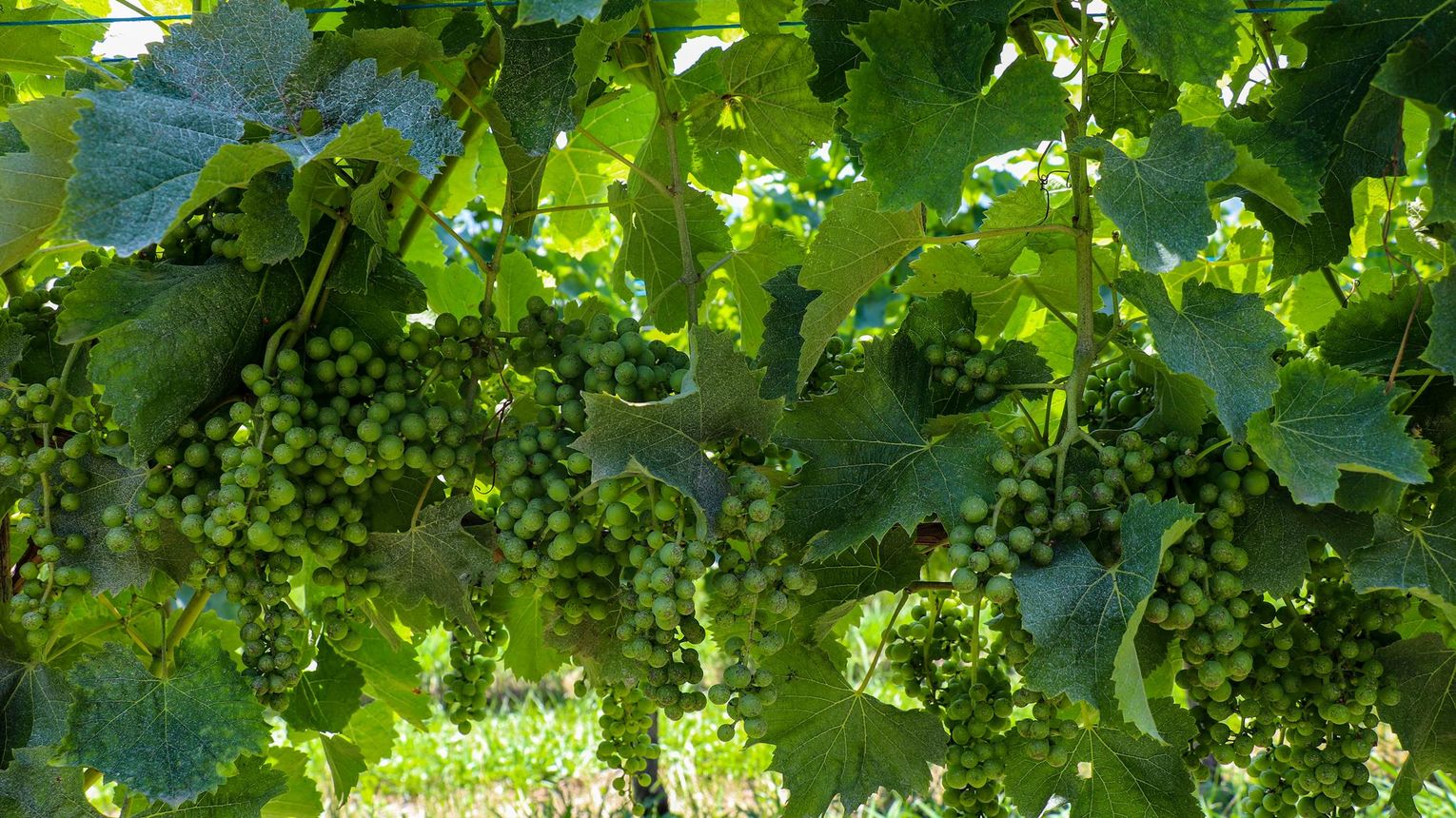 Clos Bellevue - CUQUERON