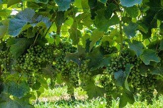 Journée découverte des vignerons du Jurançon - ABIDOS