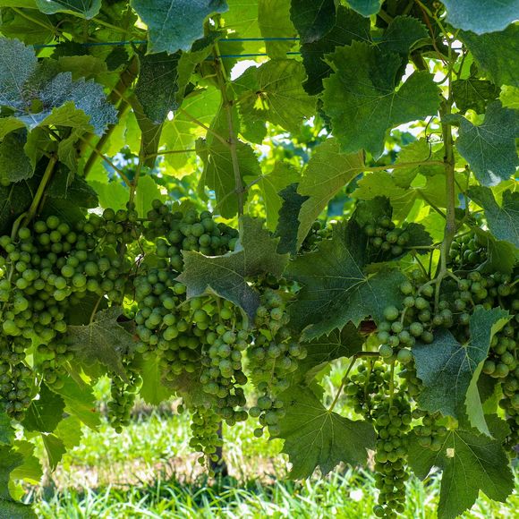 Journée découverte des vignerons du Jurançon - ABIDOS