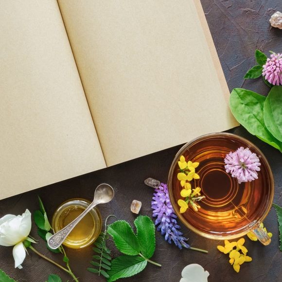 Atelier : Plantes sauvages comestibles - SERRES-SAINTE-MARIE