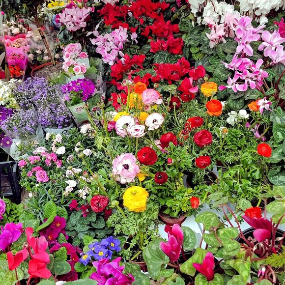 Marché aux fleurs - OS-MARSILLON