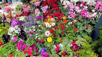 Marché aux fleurs - OS-MARSILLON