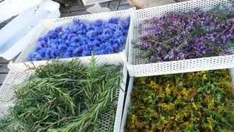 De ferme en ferme : Le Jardin de Cathy - MONEIN