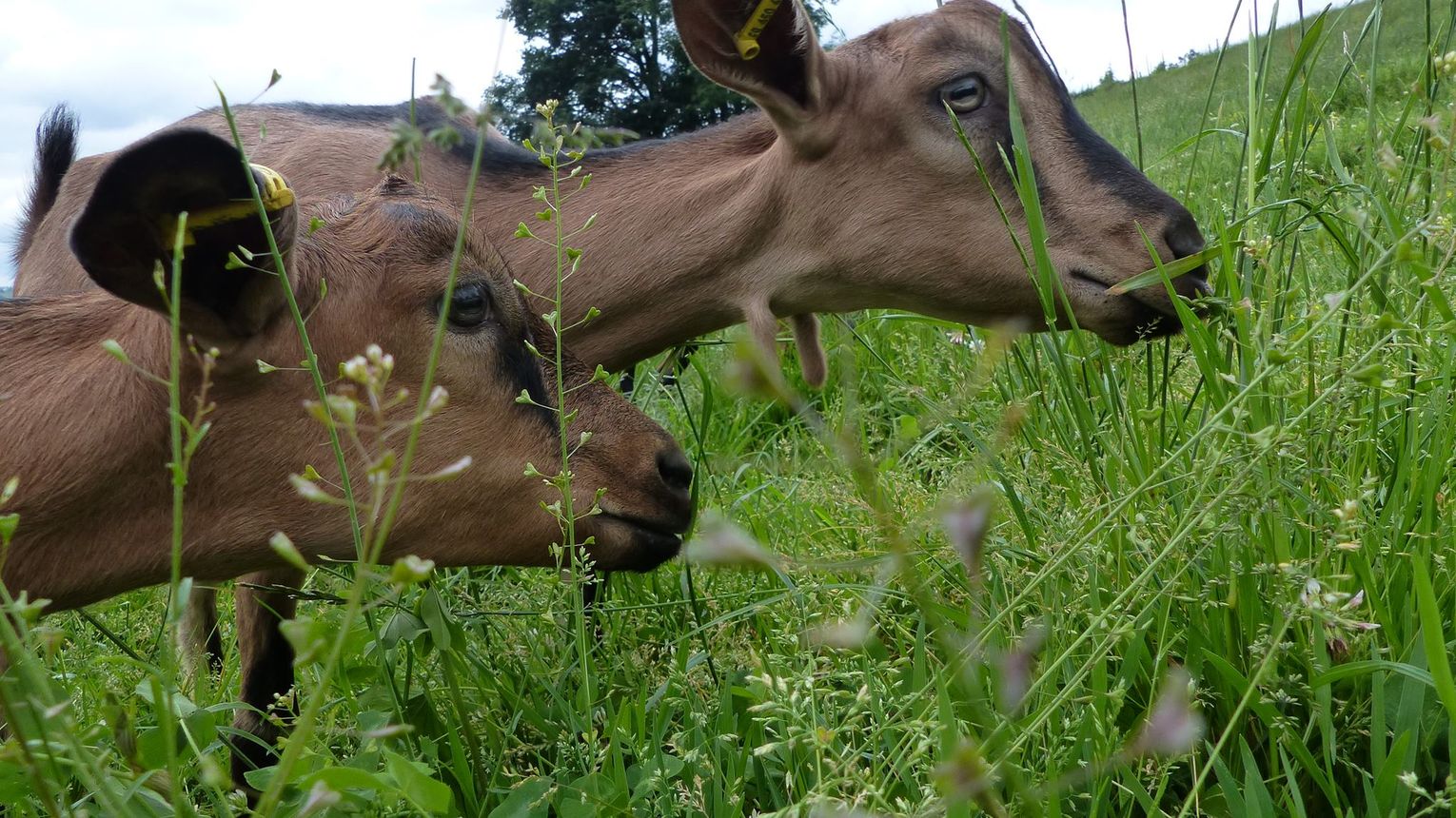 Les biquettes de Bellevue - CUQUERON