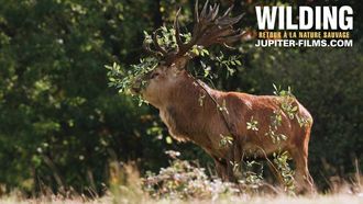 Ciné discussion : Wilding, Retour à la Nature Sauvage - MONEIN