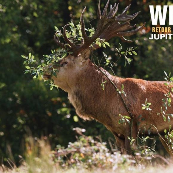 Ciné discussion : Wilding, Retour à la Nature Sauvage - MONEIN