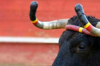 Course Landaise Festival - ORTHEZ