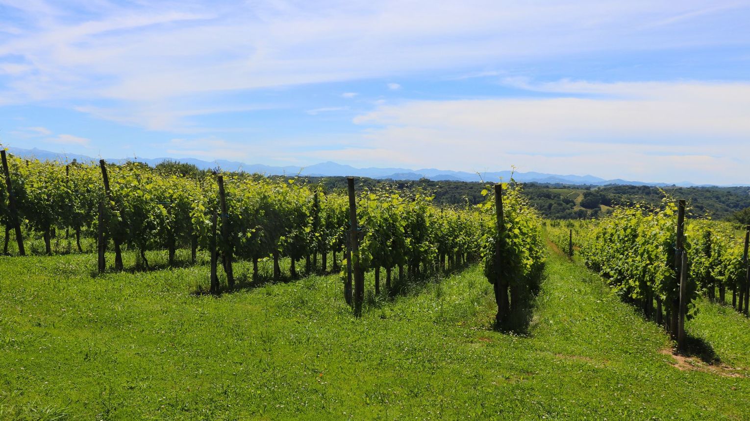 Domaine Malarrode - MONEIN