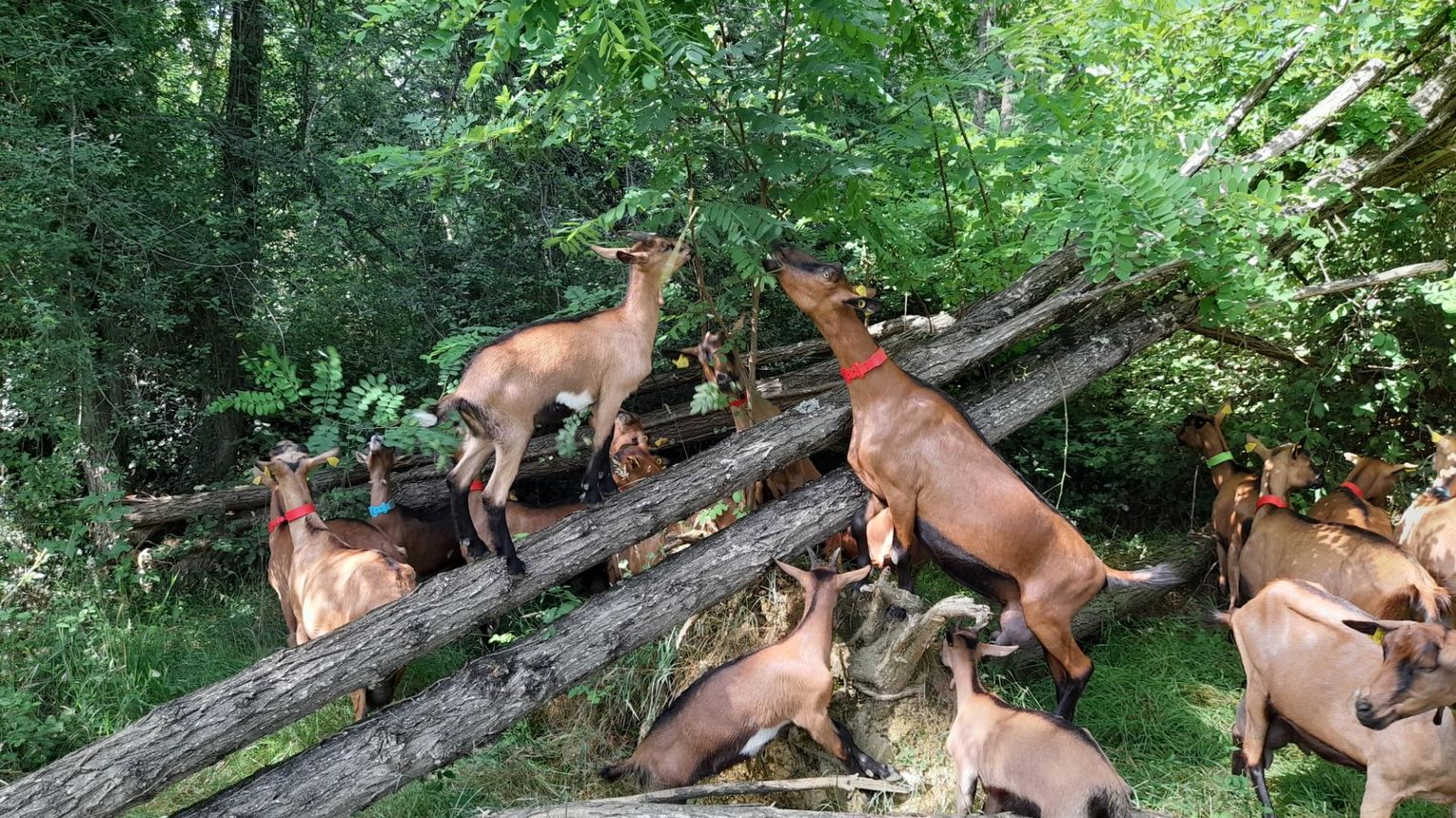 Les biquettes de Bellevue - CUQUERON