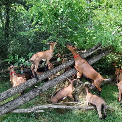 Les biquettes de Bellevue - CUQUERON