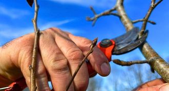 Formation arboriculteur – Initiation à la taille de formation des arbres fruitiers - BIRON