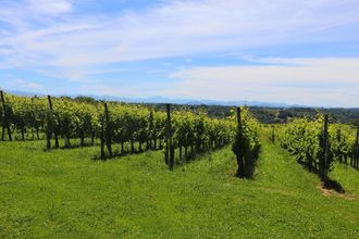 Balade vigneronne : Domaine Malarrode - MONEIN