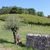 Balade vigneronne : Domaine Bayard - MONEIN