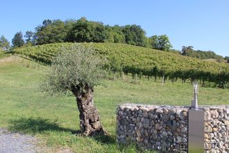 Balade vigneronne : Domaine Bayard - MONEIN